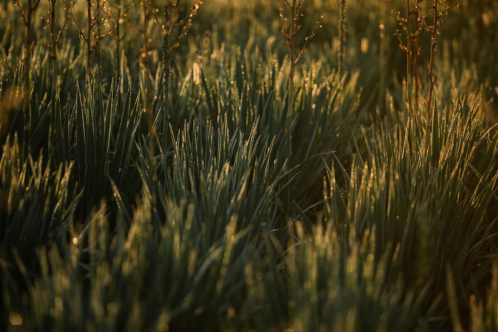 A field of green grass with dew on it